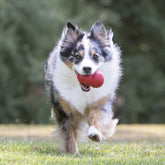 Jouet pour Chien KONG CLASSIC ULTRA SOLIDE